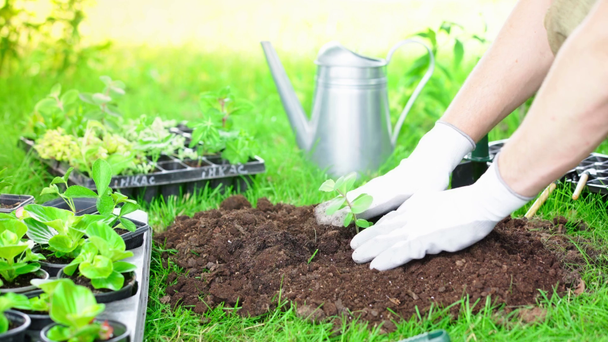 partial view of gardener in gloves planting sprout in ground in garden - Footage, Video