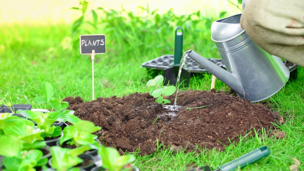 częściowy widok ogrodnika gospodarstwa podlewania może i podlewania zielone kiełka w glebie w ogrodzie - Materiał filmowy, wideo