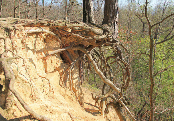 arbre aux racines bizarres révélées poussant sur pente érodée, montagnes Beskydy, République tchèque
  - Photo, image