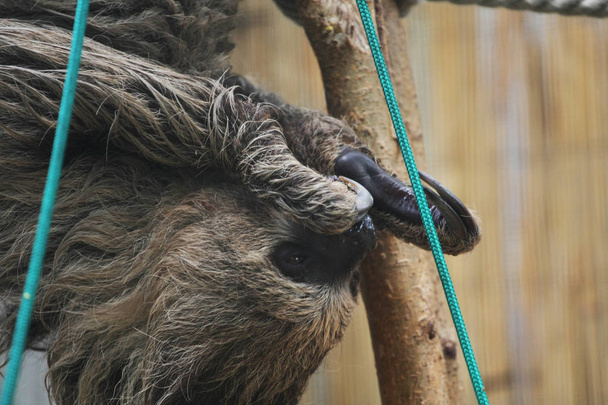  Nahaufnahme von hängenden Faultier an Baum im Zoo - Foto, Bild