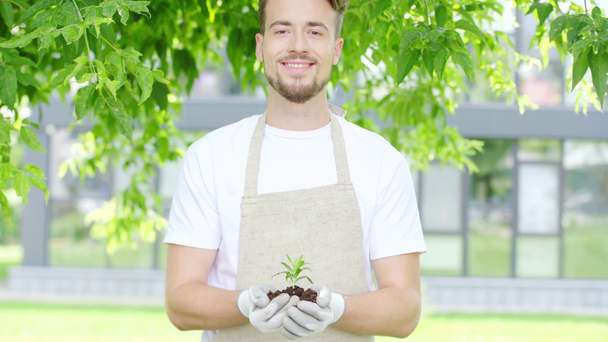 μπροστινή όψη του γενειοφόρου κηπουρό σε γάντια και ποδιά κρατώντας πράσινα βλαστάρια και χούφτα του εδάφους, χαμογελώντας και κοιτάζοντας την κάμερα - Πλάνα, βίντεο