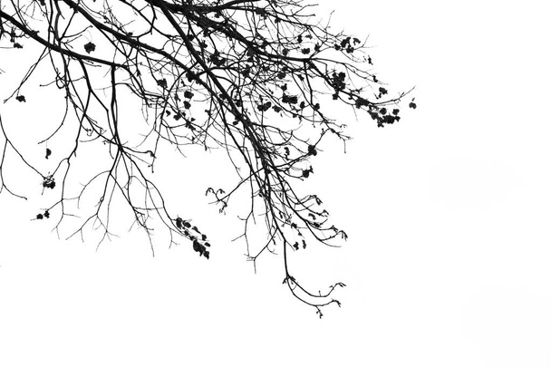 Ramas muertas, Silhouette árbol muerto o árbol seco sobre fondo blanco
 - Foto, Imagen