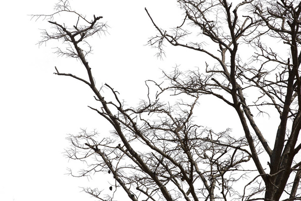 Νεκρά κλαδιά, σιλουέτα νεκρό δέντρο ή ξηρή δέντρο σε λευκό έκφραση - Φωτογραφία, εικόνα