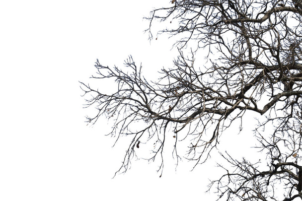 Ramas muertas, Silhouette árbol muerto o árbol seco sobre fondo blanco
 - Foto, Imagen