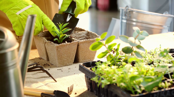 vista recortada del jardinero en guantes plantando brote verde y llenando contenedor de cartón con tierra
 - Imágenes, Vídeo