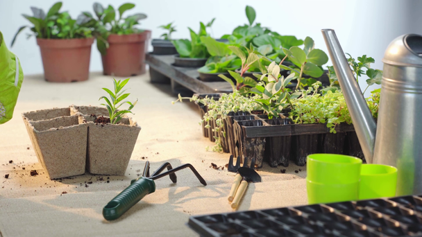 rajattu näkymä puutarhuri käsineet istutus vihreä ituja ja täyttö pahvi säiliö maaperän
 - Materiaali, video