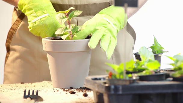 vista cortada de jardineiro em luvas de plantio broto verde em vaso
 - Filmagem, Vídeo