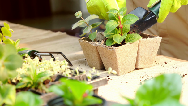 nyírt kilátás Kertész telepítési hajtások és töltő karton konténer talajjal - Felvétel, videó