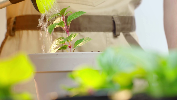 rack focus of gardener watering green plant in flowerpot - Materiał filmowy, wideo