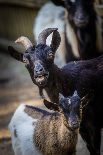domestic goat in the zoo - Photo, Image