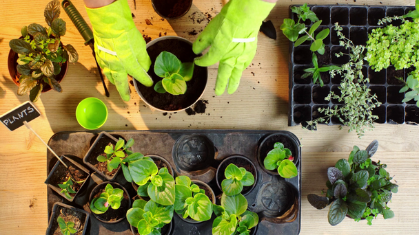 visão parcial do jardineiro em luvas de plantio broto com folhas verdes em vaso
 - Filmagem, Vídeo