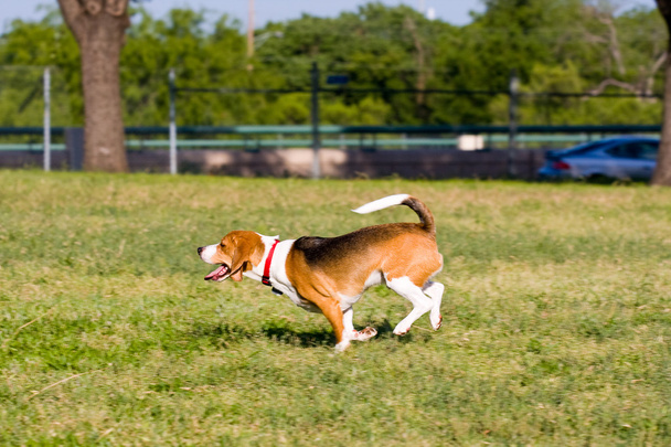 Corre Beagle Corre
! - Foto, Imagen
