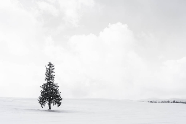 Красивий відкритий ландшафт природи з самотнім деревом христослів'я в
 - Фото, зображення