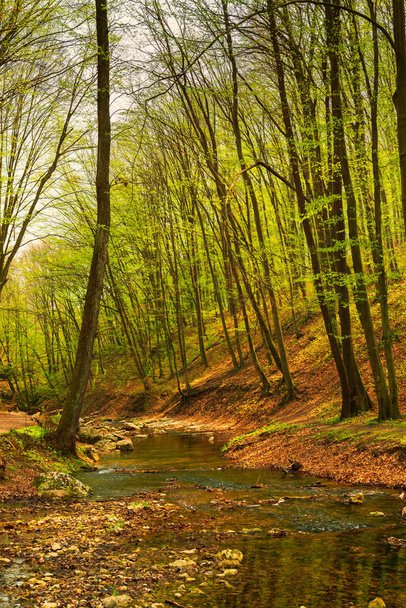 Yeşil bahar ormanında akan dere - Fotoğraf, Görsel