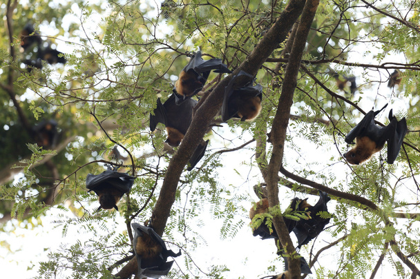 Morcegos na árvore
 - Foto, Imagem