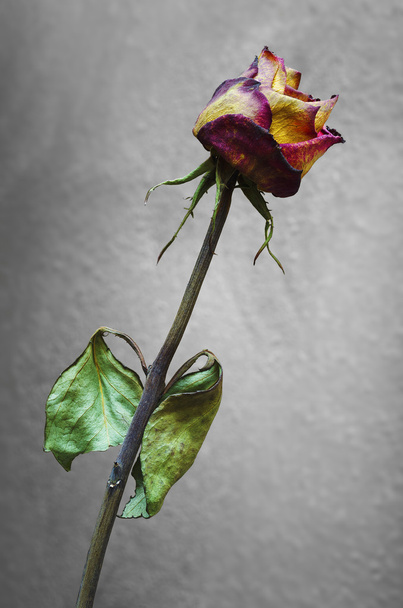 Withered rose on gray background - Photo, Image