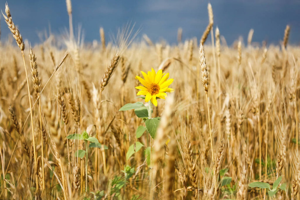 Pequeña flor amarilla brillante solitaria de un girasol en un campo de trigo dorado contra el cielo azul, fondo borroso
 - Foto, Imagen
