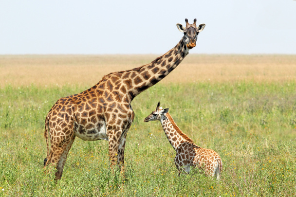 Girafa de bebê e mãe
 - Foto, Imagem