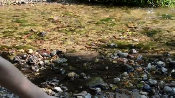 Stone throw stream water - Footage, Video