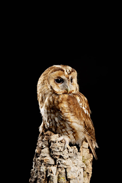 Stunning portrait of Tawny Owl Strix Aluco isolated on black in  - Foto, afbeelding
