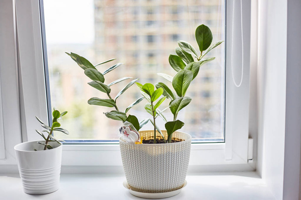 Planta em vaso no peitoril da janela
 - Foto, Imagem