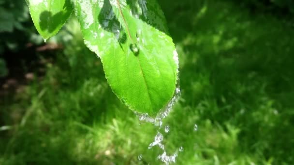 大きな水滴が緑の葉にスプラッシュスローモーション。自然環境における夏の雨. - 映像、動画