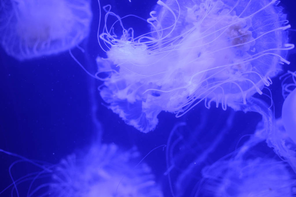 belles méduses dans l'aquarium. - Photo, image