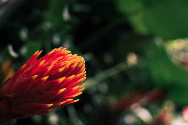Tropikalny kwiat Protea. - Zdjęcie, obraz