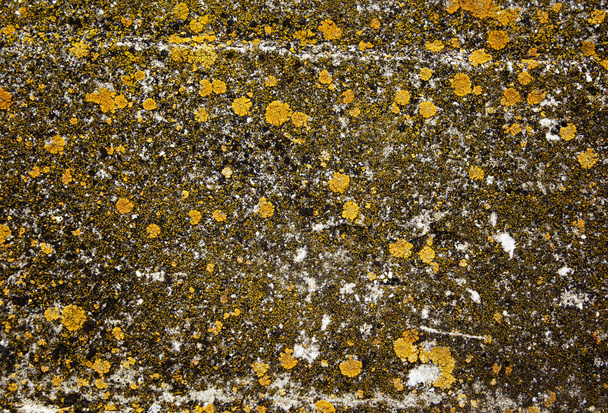 Lichens on stone - natural abstract grunge background - Photo, Image