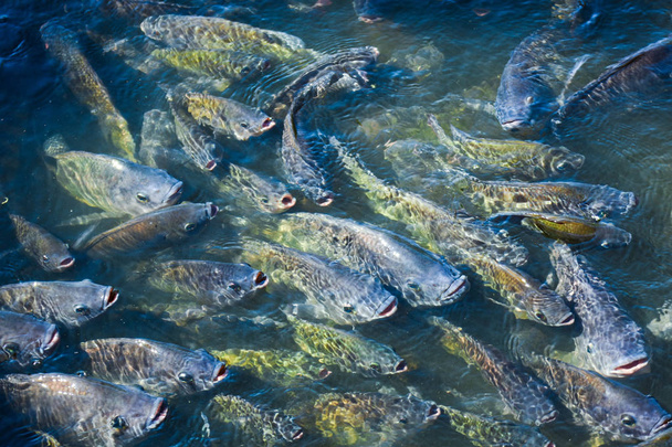 Tilapia, ryby słodkowodne, ryby gospodarcze, które mogą być hodowane dobrze w glebie i w klatkach - Zdjęcie, obraz