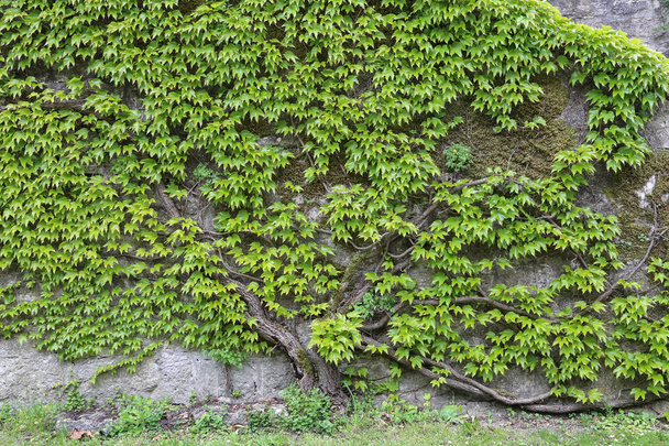 Green leaves of wild grapes weaving on a stone wall - Foto, Imagem