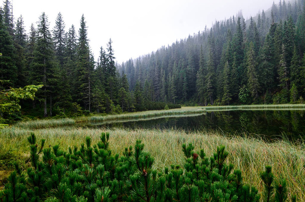 Górskie jezioro. Mgła w górach, fantastyczna sceneria mglisty rano, wzgórza pokryte lasem bukowym, Ukraina, Karpaty - Zdjęcie, obraz