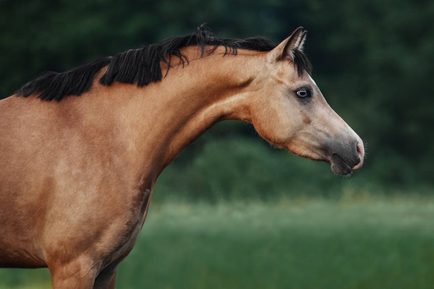 Retrato de un caballo de color crema
 - Foto, imagen