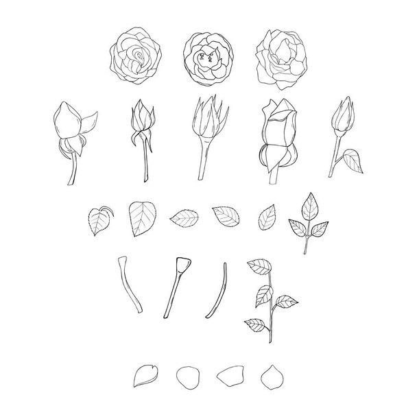 Σετ τριαντάφυλλων που απομονώνονται σε λευκό φόντο. Τριαντάφυλλα και τριαντάφυλλα στοιχεία για το σχέδιό σας - Διάνυσμα, εικόνα