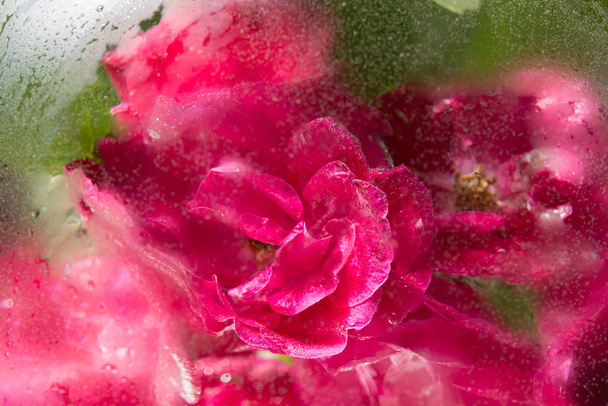 квітка червоної троянди у воді з бульбашками за склом
 - Фото, зображення