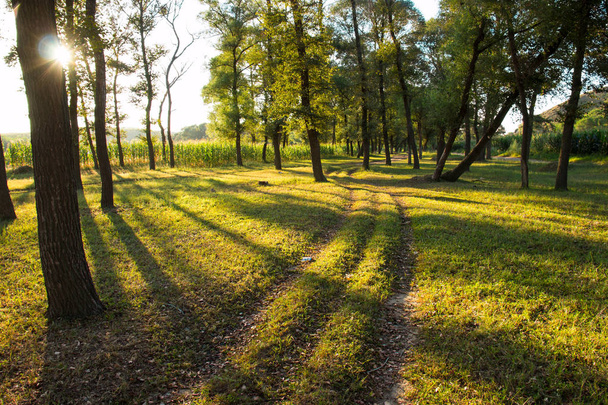 Ochtendzon stralen penetrerende zomer bos - Foto, afbeelding