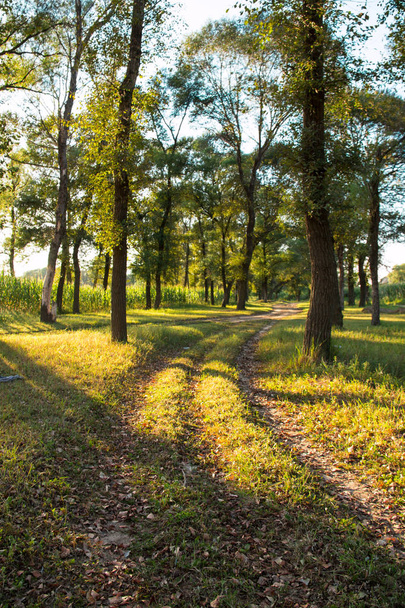 夏の森を貫通する朝日の光 - 写真・画像