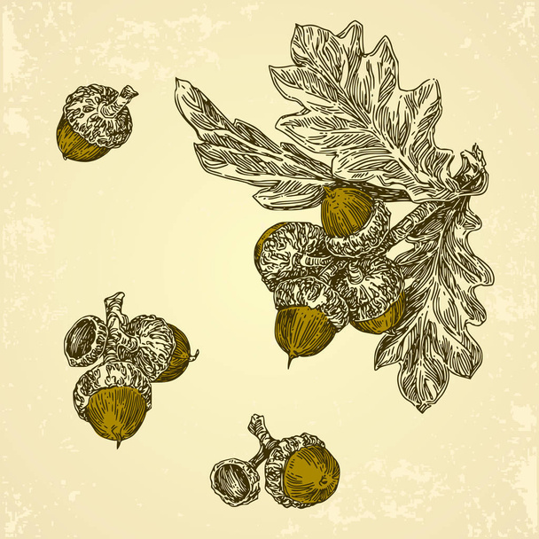 Set of acorns and leaf oak. Vintage style.  - Vector, imagen