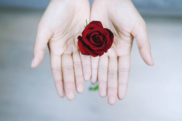 junge Frau zwei Hände halten rote Rose Blume Natur schöne Blumen im Freien natürliches Licht mit verlassen Kopierraum leer Schreiben Sie Nachrichten in Valentinstag, Hochzeit oder romantische Liebe Konzept. Ansicht von oben - Foto, Bild