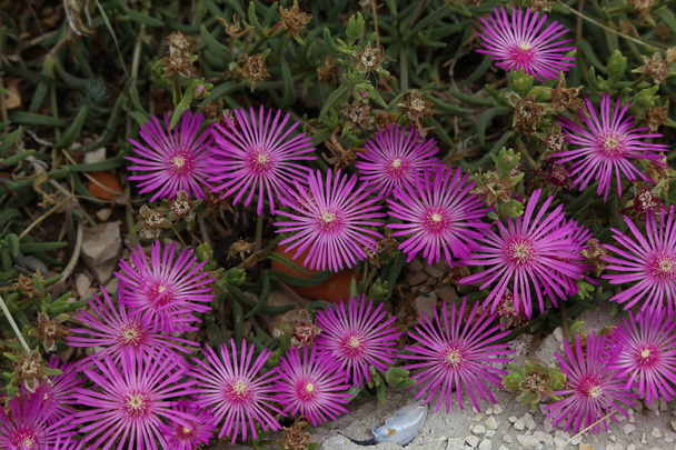 Piękna roślina kaktusowa z rodzaju Delosperma kwiat - Zdjęcie, obraz