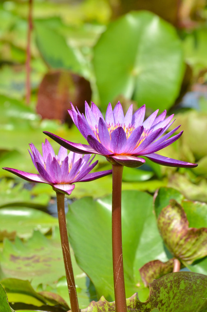 Pink lotus in the pool - Photo, Image