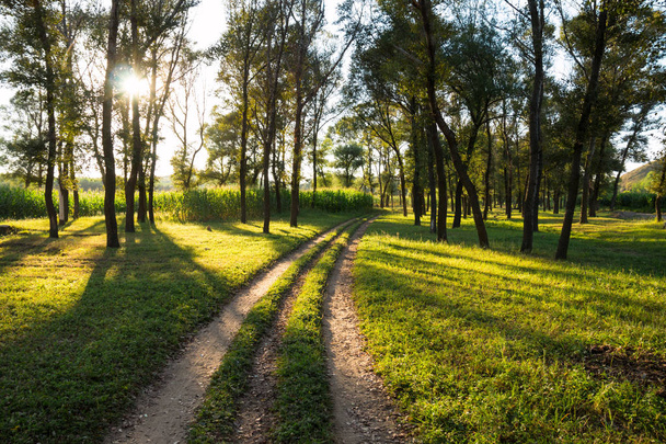 夏の森を貫通する朝日の光 - 写真・画像