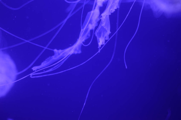 Akvaryumda güzel denizanası parçaları Makro. - Fotoğraf, Görsel