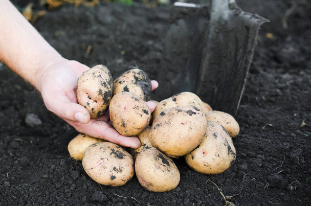 Récolter les pommes de terre écologiques entre les mains des agriculteurs
. - Photo, image
