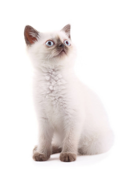 siamesisches Kätzchen blickt isoliert auf weiß - Foto, Bild