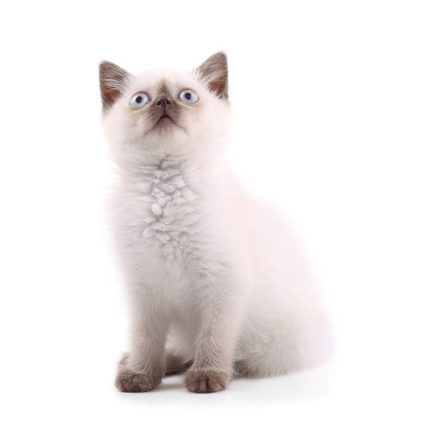Gatito siamés está mirando hacia arriba aislado en blanco
 - Foto, Imagen