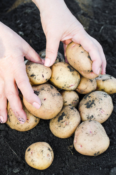 Çiftçi ellerinde ekolojik patates hasat. - Fotoğraf, Görsel