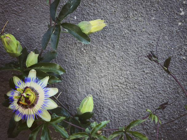 Экзотический цветок страсти на стене как граница
 - Фото, изображение