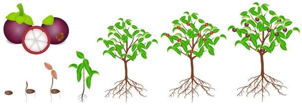 Wachstumszyklus einer Mangostanpflanze auf weißem Hintergrund. - Vektor, Bild