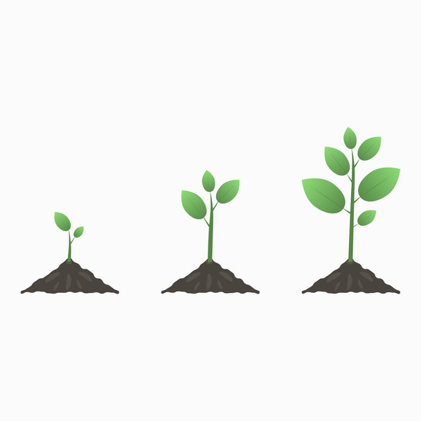 Baumwachstum. Stadien des pflanzlichen Lebenszyklus - Vektor, Bild
